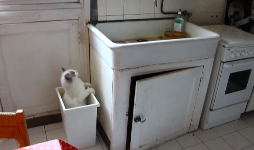 El gato que no entiende que no puede subirse a un cubo vacío para subir al fregadero