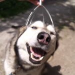 Un Husky disfrutando de un masaje en la cabeza