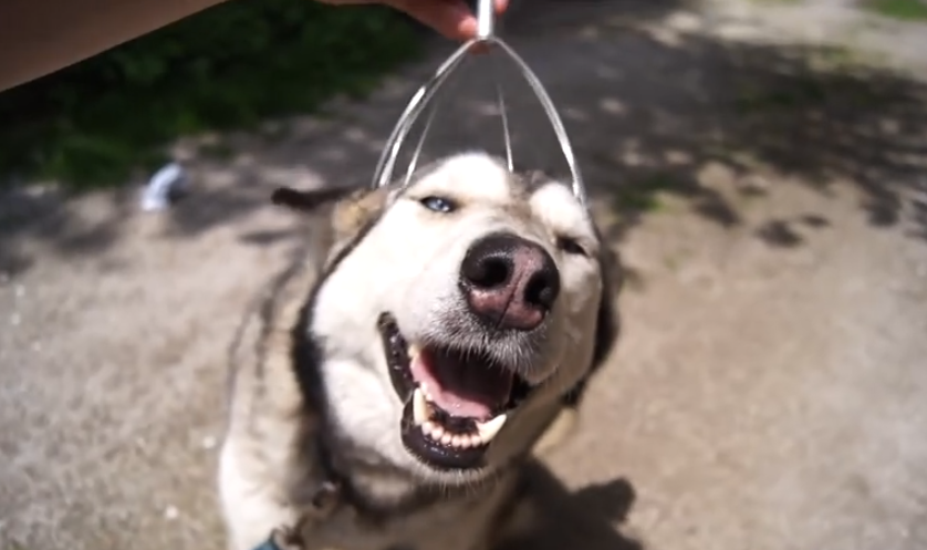 Un Husky disfrutando de un masaje en la cabeza