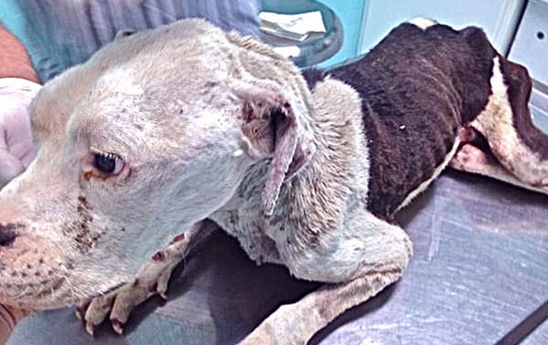 Un perro paralítico encontrado arrastrándose por las calles de México tiene una nueva vida en Estados Unidos