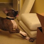 Un cachorro se vuelve “loco” al ver una bolsa de canicas por primera vez