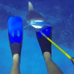 Un tiburón le ataca mientras que está cazando peces león en las Islas Caimán (Vídeo)