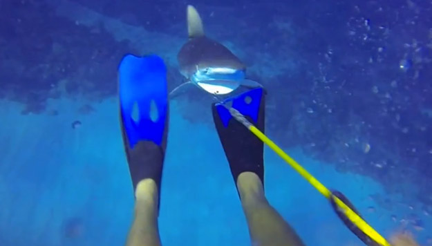 Un tiburón le ataca mientras que está cazando peces león en las Islas Caimán (Vídeo)