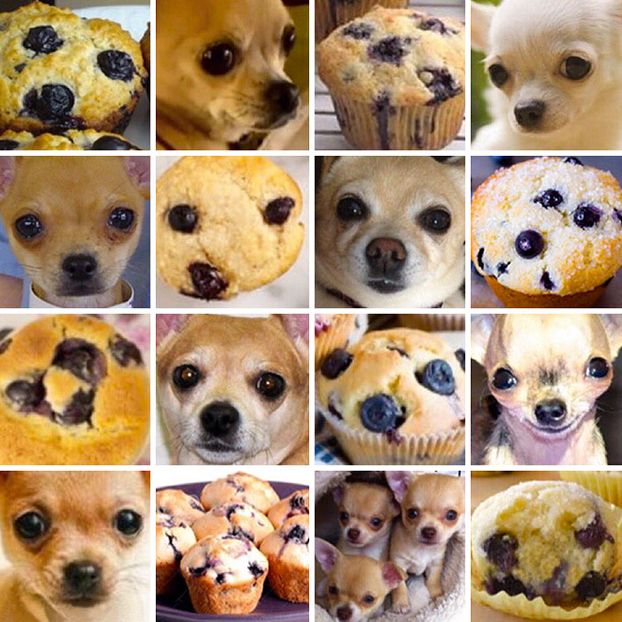 ¿Chihuahua o Muffin? 8 fotos que te confundirán - miBrujula.com