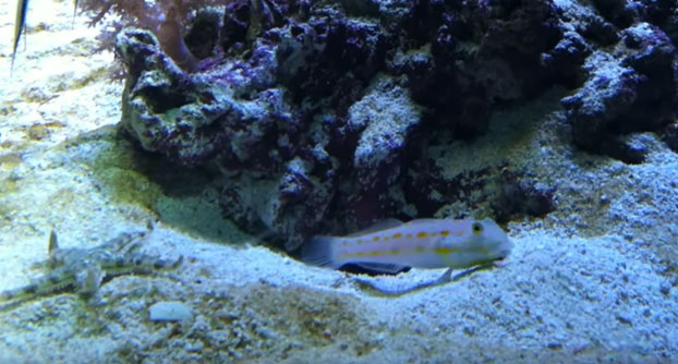 Un Pez Cava Un Agujero Debajo De Una Roca Y Una Estrella De Mar Intenta Robarselo