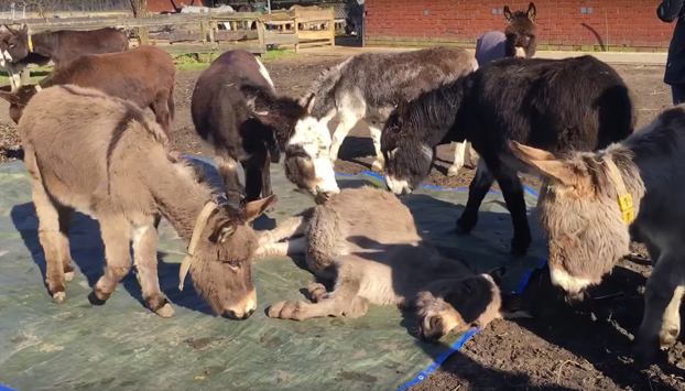 Un grupo de burros llora desconsoladamente la muerte de un compañero