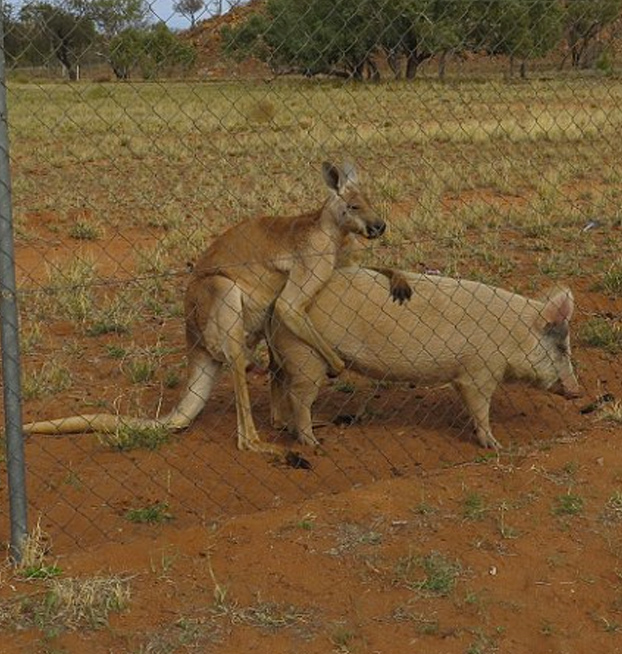 canguro-relaciones-cerdo-3