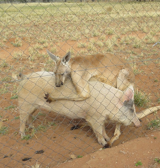 canguro-relaciones-cerdo-6