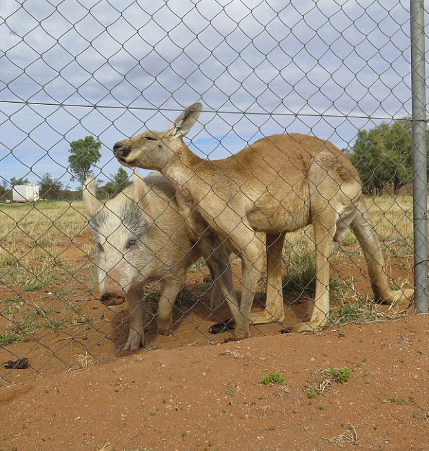 canguro-relaciones-cerdo-8