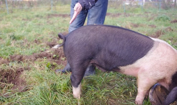 Cómo enderezar el rabo enroscado de un cerdo