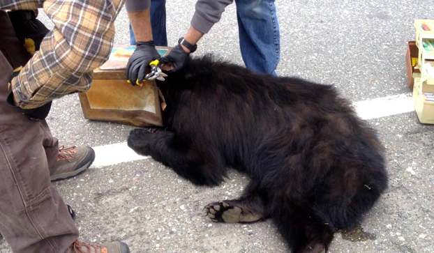 Liberan a un oso que tenía la cabeza atrapada en una lata grande (Vídeo)