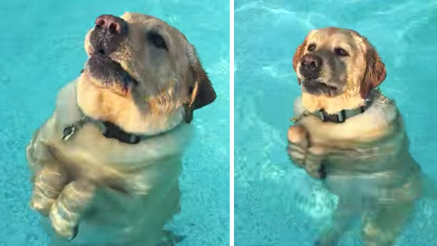 Cuando te das cuenta de que puedes ponerte de pie en la piscina