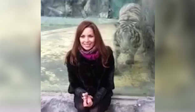 Una mujer provoca que un enorme tigre blanco le ataque (Vídeo)