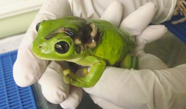 Una mujer atropelló a una rana con el cortacésped y voló 1.000 kms para llevarla a una clínica