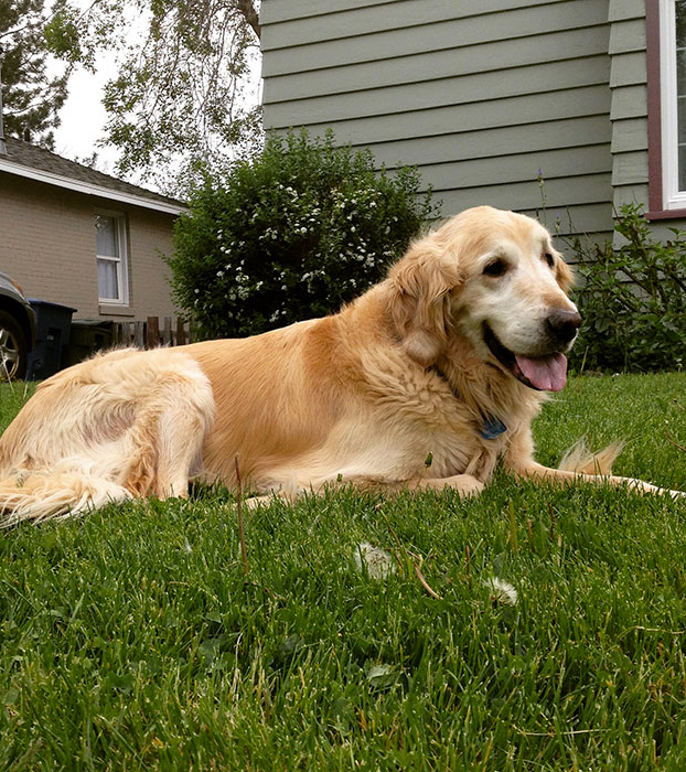 perro-pierde-companero-gato-4