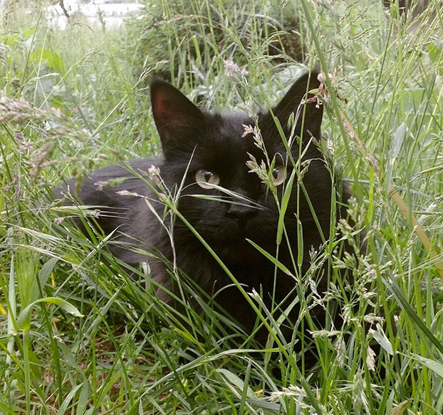 perro-pierde-companero-gato-5