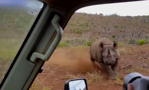 ''Os dije que no quiero fotos!'' Un rinoceronte embiste el coche de unos turistas