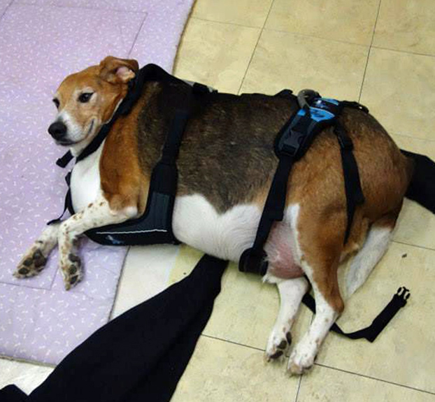 Después de un año de duro trabajo, el beagle Kale ha alcanzado su peso ideal. Así es como está ahora