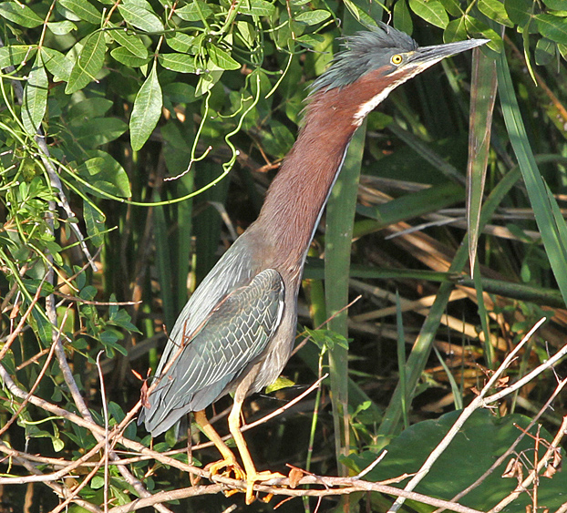 garza-verde-2