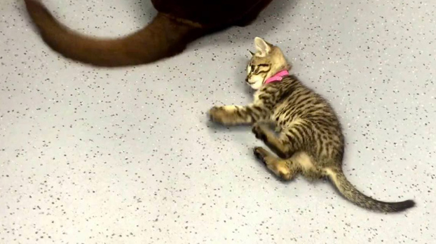 Gatito de tres meses intentando frenéticamente atrapar la cola de un perro que no para de moverla