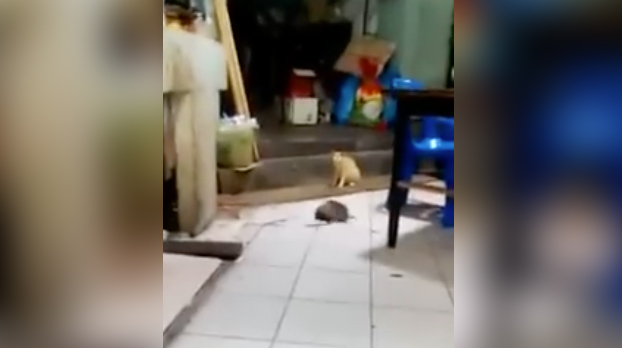 Un gato observa tranquilamente una pelea entre dos ratas