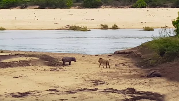 Una cría de hipopótamo defiende a su madre del ataque de un león hambriento