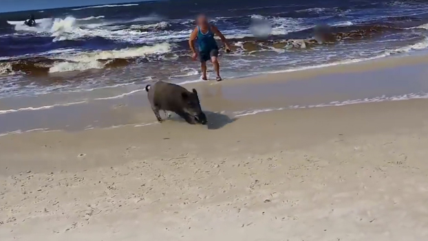 Cuando estás tranquilamente en la playa y ves que un jabalí sale del agua hacia ti