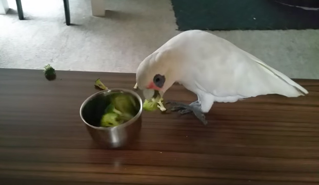 Este loro manda a la mierda a su dueña y se niega a comer el brócoli