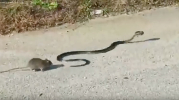 Mamá rata lucha con una serpiente para salvar a su bebé