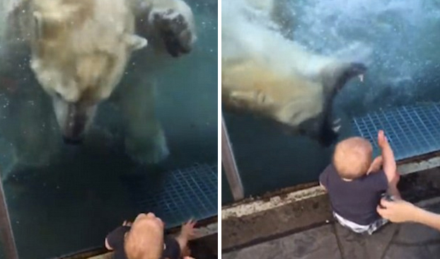 Momento en el que un oso polar intenta comerse a un bebé en un zoo (Vídeo)