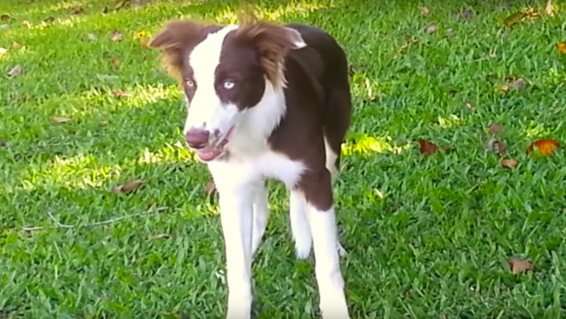 Un perro se come accidentalmente setas alucinógenas y así es como reacciona