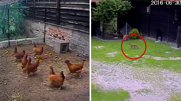 Un perro salva a una gallinas justo en el momento en el que iban a ser atacadas por un zorro