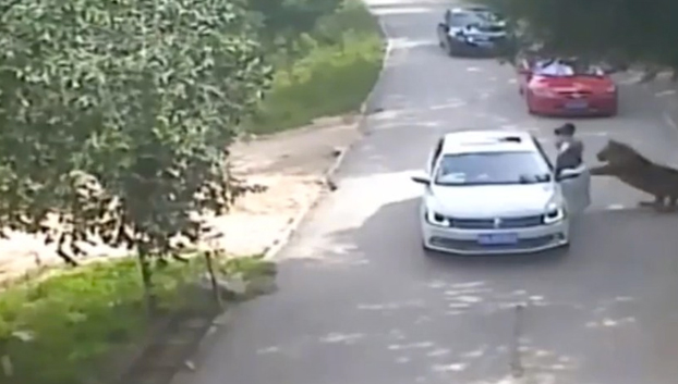 Un tigre mata a una mujer que ignoró las señales de advertencia del parque (Vídeo)
