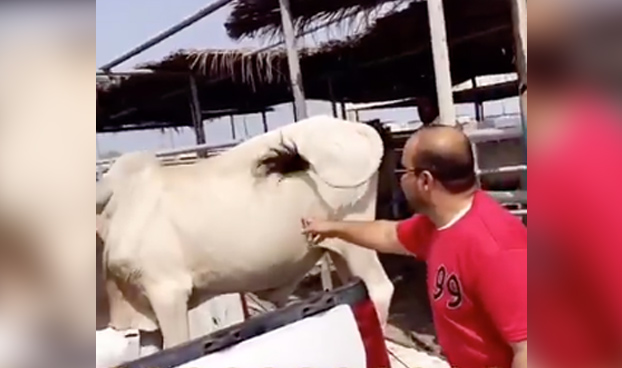 Hacerle cosquillas a una vaca puede resultar perjudicial para la salud