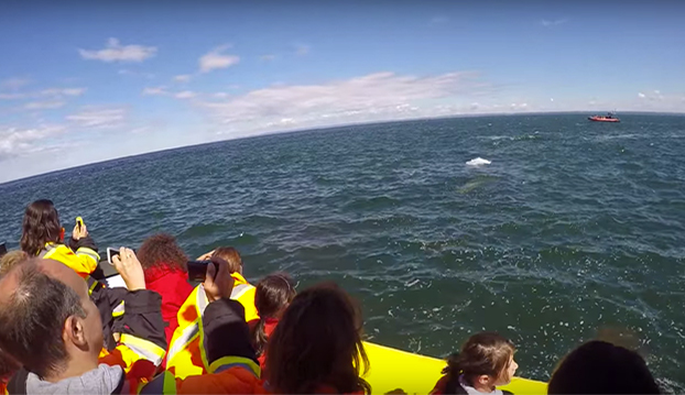 Estos turistas pasan un momento de tensión al pasarle una enorme ballena azul bajo su barco