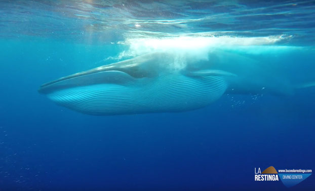 Buceadores graban a una ballena engullendo un banco de peces en El Hierro (Vídeo)