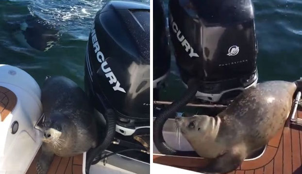 Cuando subir al barco de unos humanos es tu única opción para no ser devorado por las orcas