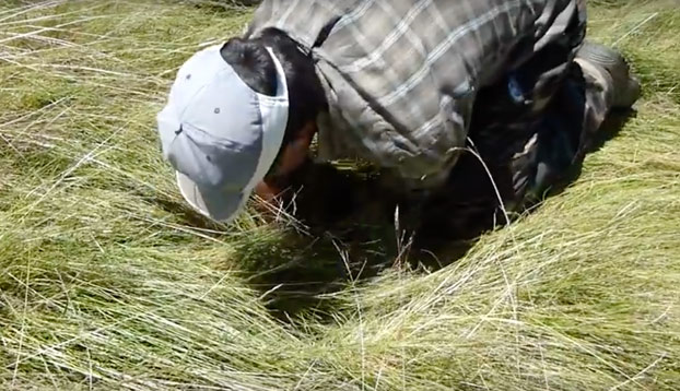 ''Y así es como nace una oveja'': Un ganadero zamorano encuentra una en un agujero