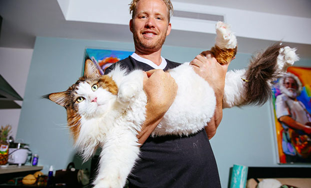 El gato más grande de Nueva York pesa casi 13 kilos y es más grande que un lince nortemericano