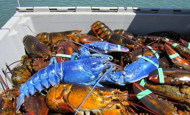 Un pescador captura una langosta azul que sólo se encuentra una vez cada dos millones de ejemplares