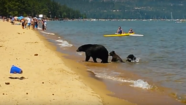 Una mamá oso y sus oseznos entran en un lago lleno de turistas para refrescarse (Vídeo)