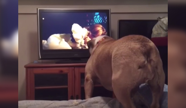 La Bulldog más protectora del mundo: intenta salvar a la protagonista de una película de miedo