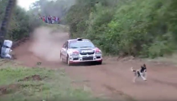 Un perro salva su vida en el último segundo durante un rally: El coche le salta por encima