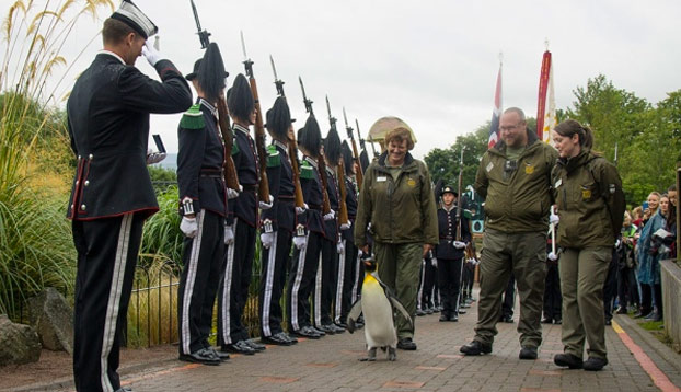 Nils Olav, el pingüino que pasa revista a la Guardia Real noruega