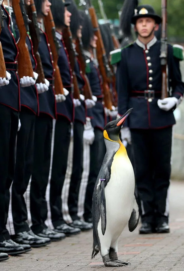 pinguino-pasa-revista-noruega-4