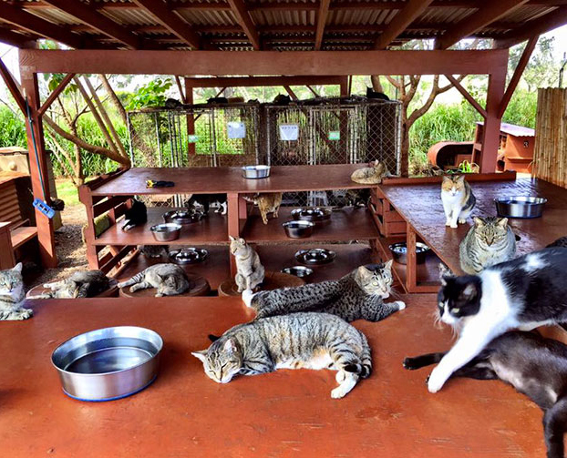 santuario-gatos-hawai-3