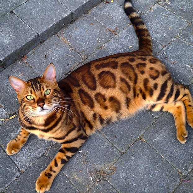 thor-gato-bengala-6