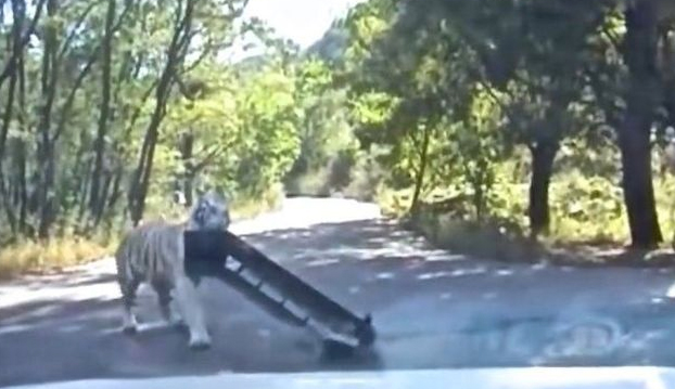 Un tigre arranca el parachoques de un coche en una reserva de China (Vídeo)