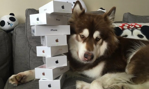 El perro del hijo de un magnate chino tiene ocho iPhone 7 y un Apple Watch en cada pata