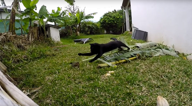 Atención a la técnica de este gato para cazar pájaros en el jardín